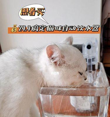 如何引导猫猫喝水的正确方法（教你让猫猫爱上喝水）