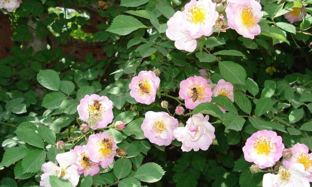 蔷薇花的花语与寓意（探寻蔷薇花的浪漫与象征）