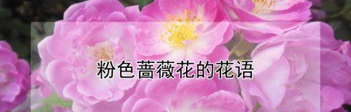 蔷薇花的花语与寓意（探寻蔷薇花的浪漫与象征）