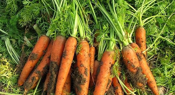 秋季室外种植的蔬菜选择与技巧（丰富营养、味美鲜嫩）