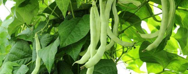 秋季室外种植的蔬菜选择与技巧（丰富营养、味美鲜嫩）