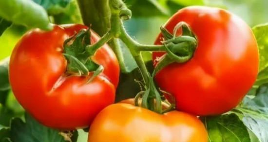 秋季室外种植的蔬菜选择与技巧（丰富营养、味美鲜嫩）
