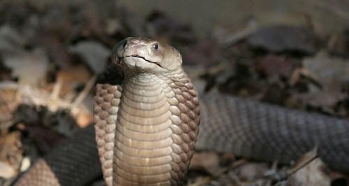 全球十大毒蛇，让你见识世界上最致命的爬行动物（这些蛇类具有致命毒性）