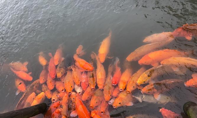以锦鲤喂食的正确方法（养鲤爱好者必看！掌握正确的喂食技巧）