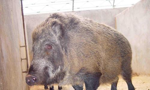 野猪肉美食分享——6种好吃做法（独特风味尽在舌尖）