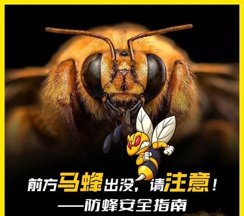 蜜蜂蛰伤的急救秘籍（应对蜜蜂蛰伤的有效方法及自我救护）
