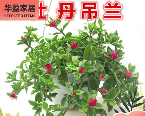 植物净化甲醛，打造清新室内环境（以花为媒介）