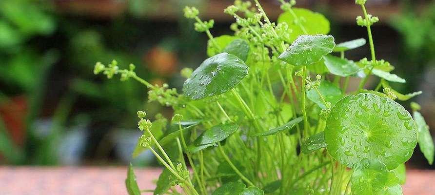 铜钱草养护全攻略（打造绿意盎然的家居植物——铜钱草养护技巧）