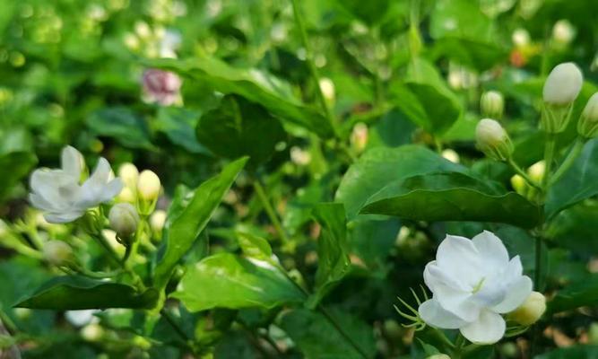 茉莉花的养植方法——打造迷人的花园（轻松掌握茉莉花的养殖技巧）
