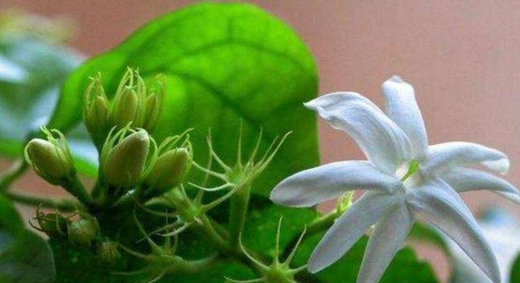 茉莉花的养植方法——打造迷人的花园（轻松掌握茉莉花的养殖技巧）
