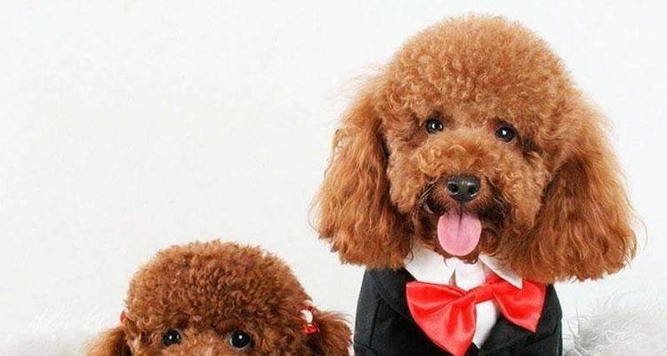 泰迪犬训练技巧大揭秘（成为泰迪犬训练专家的秘籍）