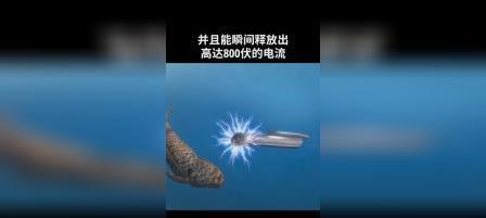 电鳗放电的原理及其生物学意义（揭秘电鳗放电的神奇机制）