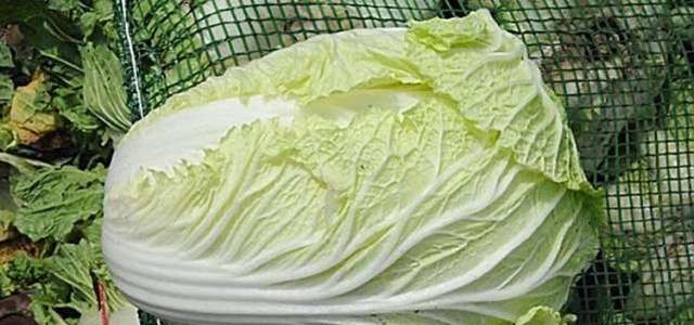 如何识别甲醛白菜（3个简单方法帮你远离甲醛危害）