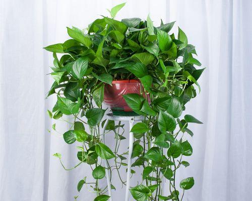 绿植（利用绿植净化空气）