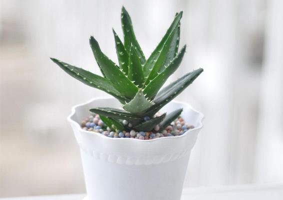 绿植（利用绿植净化空气）