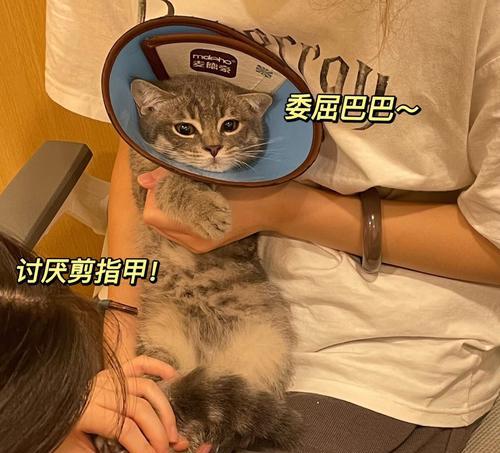 让猫自愿剪指甲的方法（通过温柔训练和适当的设备）