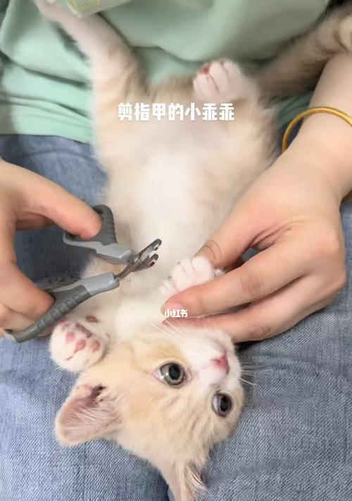 让猫自愿剪指甲的方法（通过温柔训练和适当的设备）