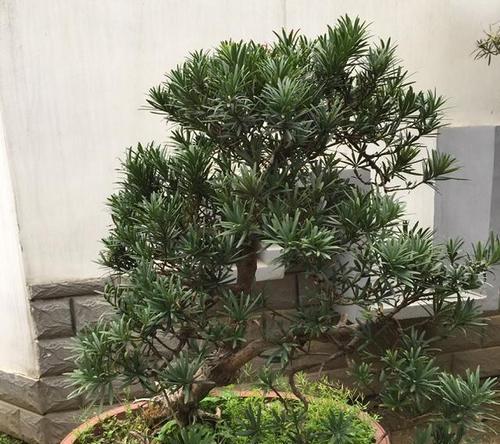 罗汉松盆景的养护方法（打造健康繁茂的罗汉松盆景）