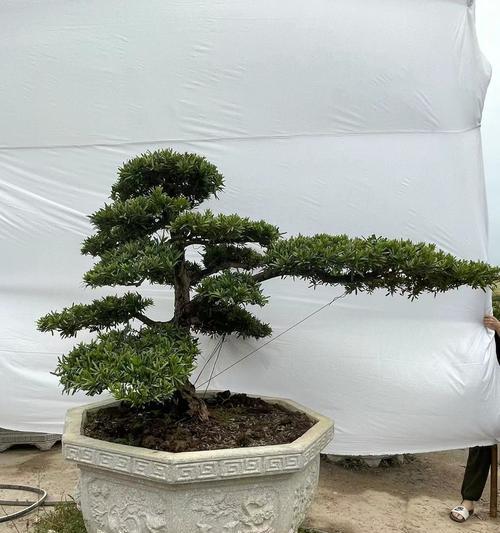 罗汉松盆景的养护方法（打造健康繁茂的罗汉松盆景）