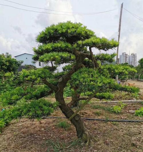 罗汉松盆景的养护方法（打造健康繁茂的罗汉松盆景）