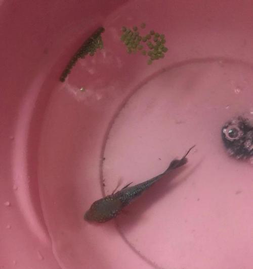新买的鱼怎么过水？过水步骤和注意事项是什么？