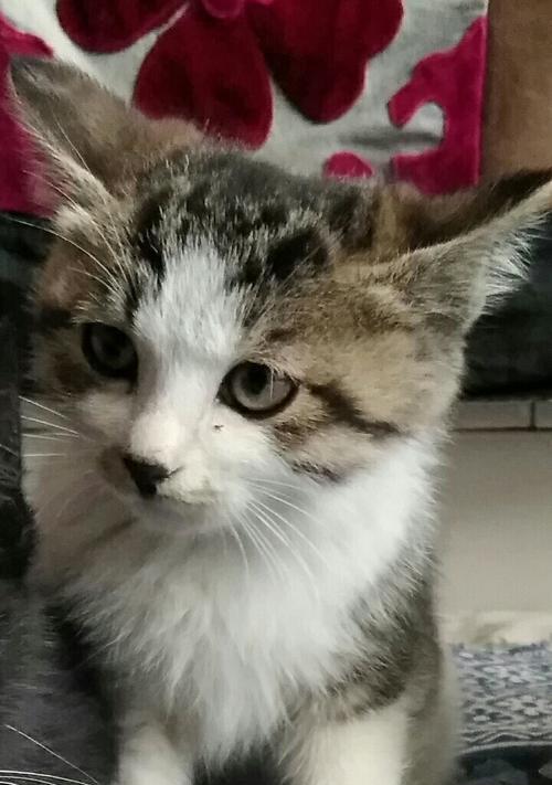 如何应对宠物猫咪的调皮行为？有效训练技巧有哪些？