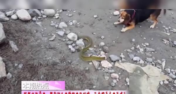 电鳗放电的原理是什么？电鳗放电能电死人吗？