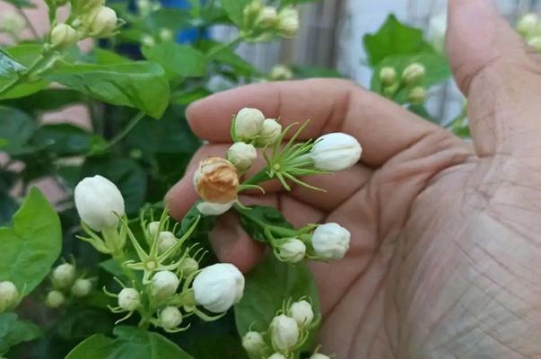 如何让茉莉花生长得更旺盛？养茉莉花的秘诀是什么？