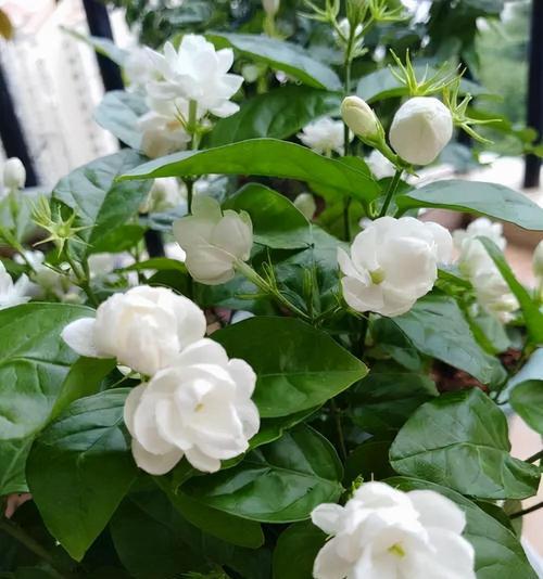 如何让茉莉花生长得更旺盛？养茉莉花的秘诀是什么？