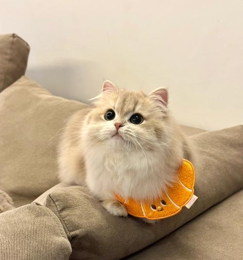 猫咪手机游戏推荐有哪些？猫咪手机游戏有哪些好玩的？