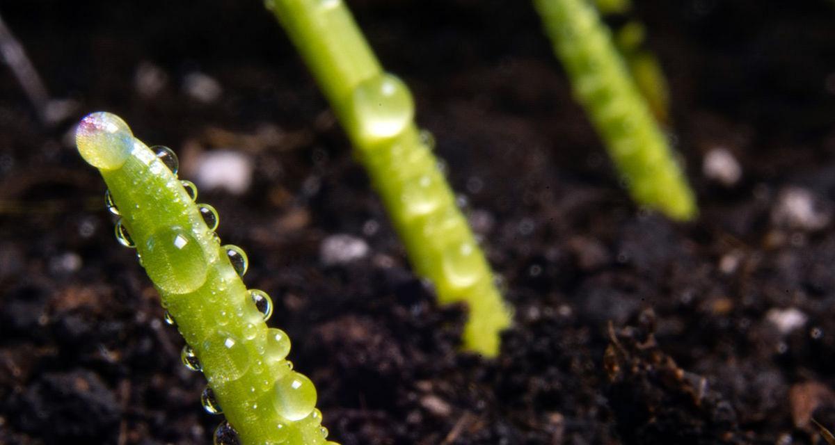 种子外壳很大的植物有哪些？它们的生长环境是什么？