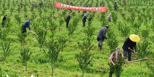 柑橘施肥一体机的价格是多少？购买时应该考虑哪些因素？