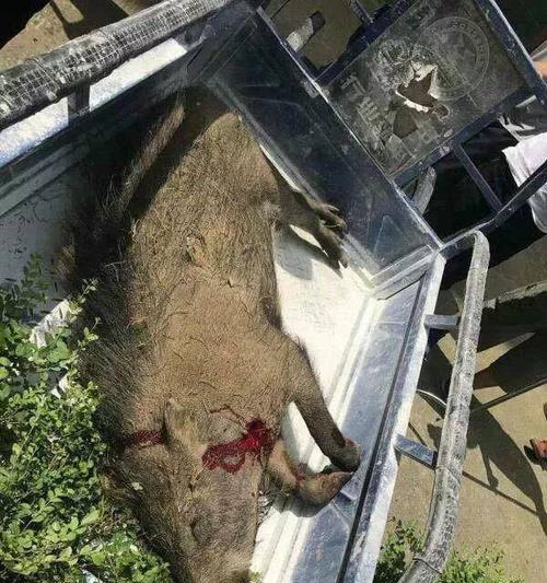 如何使用手机拍摄野猪摄像机的画面？拍摄时遇到问题怎么办？
