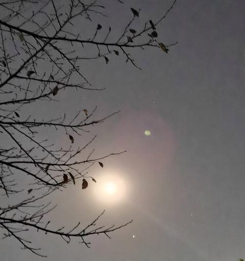 手机拍照时树木模糊是什么原因？如何改善？