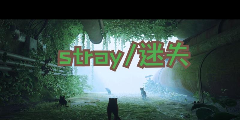 迷失stray如何在笔记本电脑上下载？下载过程中需要注意什么？